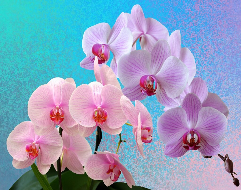 Se la tua orchidea non fiorisce: probabilmente il motivo è questo semplice errore